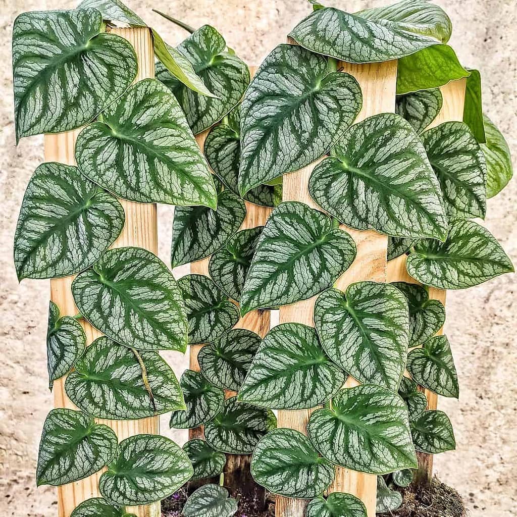 monstera dubia