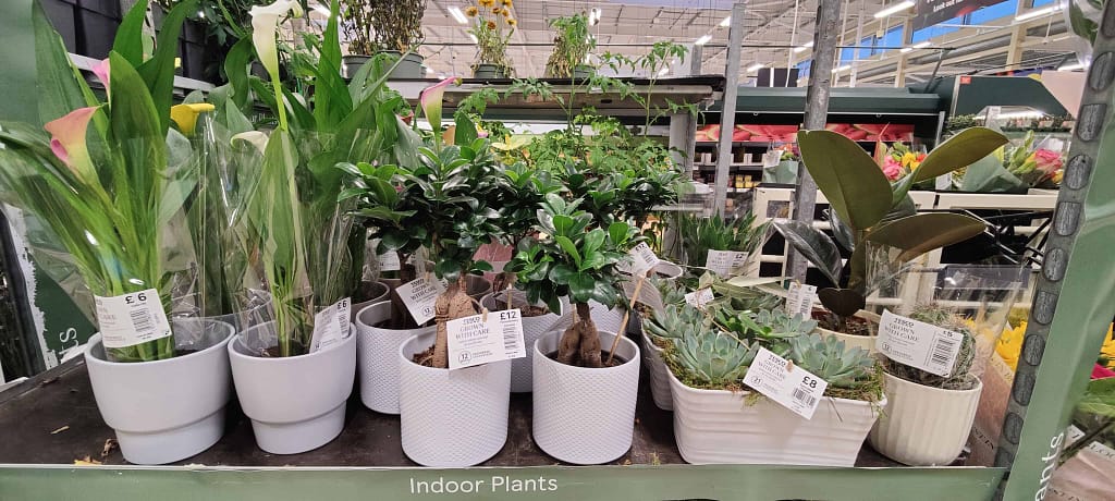 Tesco indoor plants