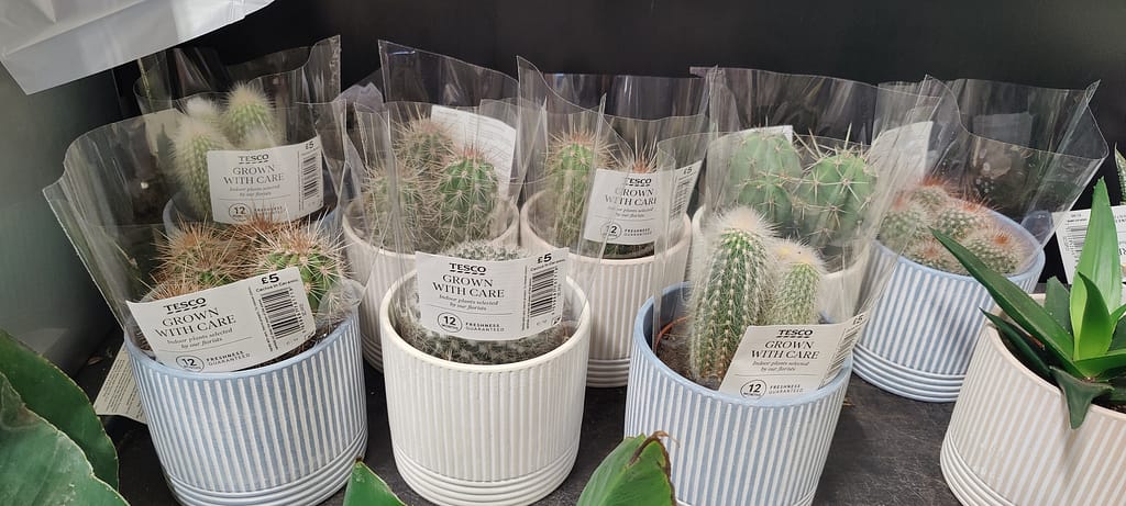 Tesco Houseplants / Indoor Plants Complete List 3 Img20230218164323