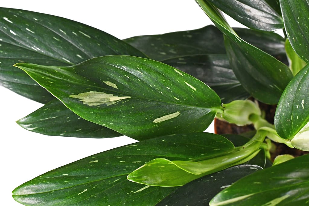 Leaf of exotic 'Monstera Standleyana' houseplant with white vari