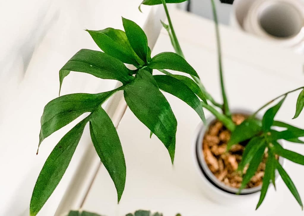 monstera subpinnata