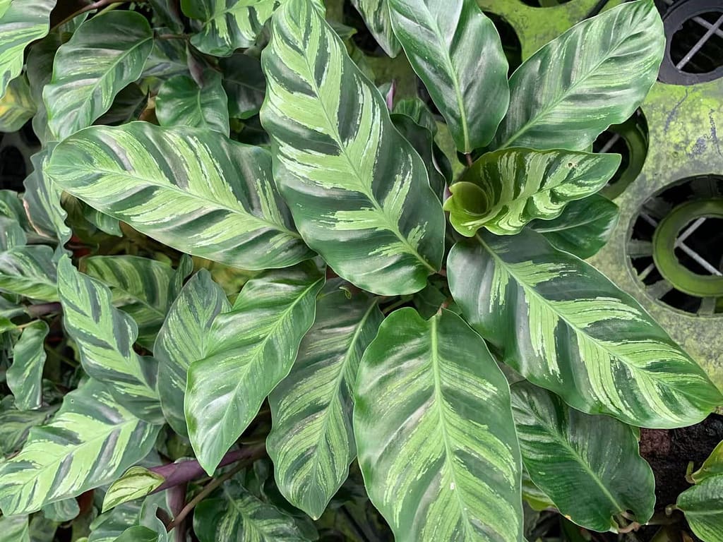 calathea louisae