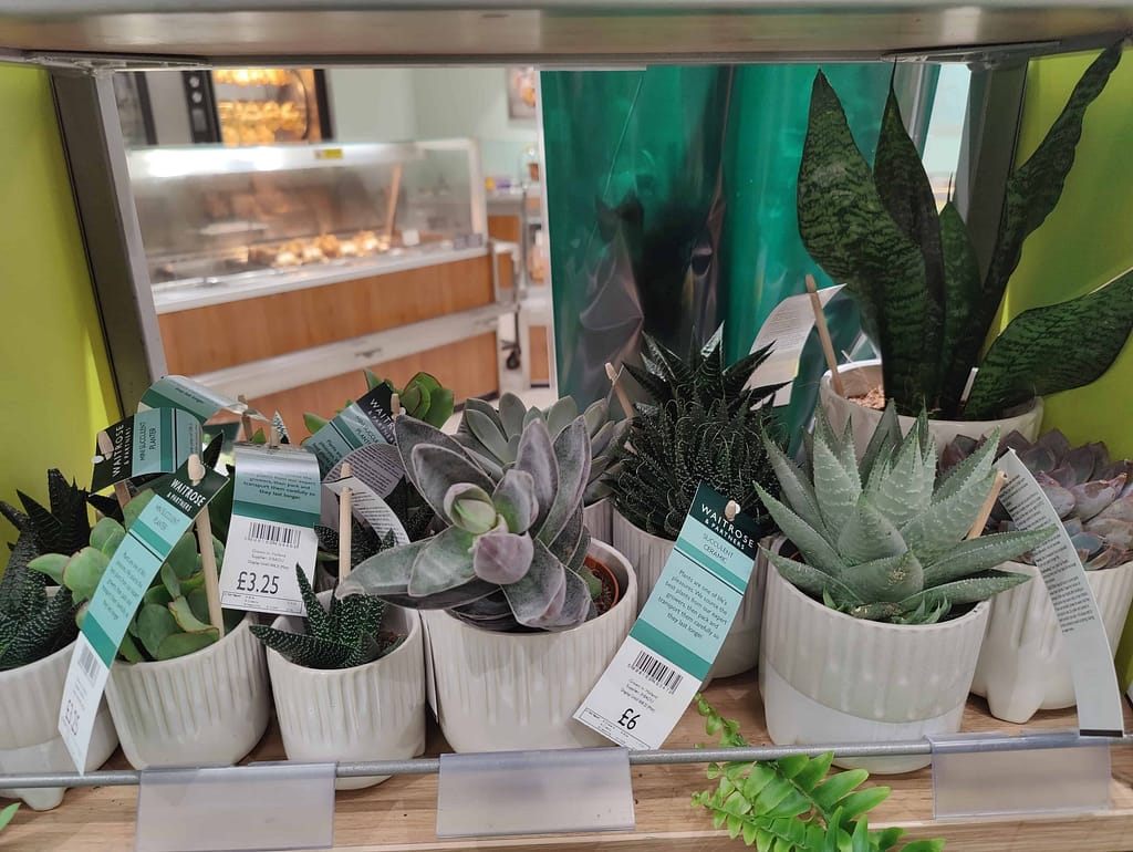 Waitrose Indoor Plants Complete List 3 Img20220812113241
