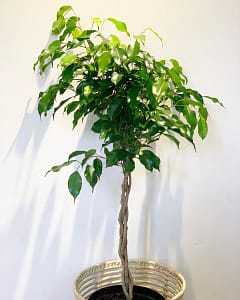 Ficus benjamina braided in pot
