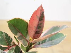 Ficus elastica ‘belize’ care