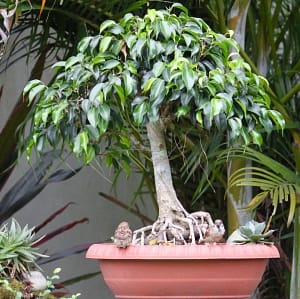Ficus benjamina as a bonsai