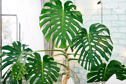 Exotic tropical Monstera palm leaves, copy space. Green leaves o