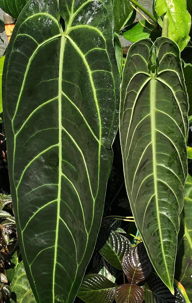 Large leaves from the anthurium warocqueanum