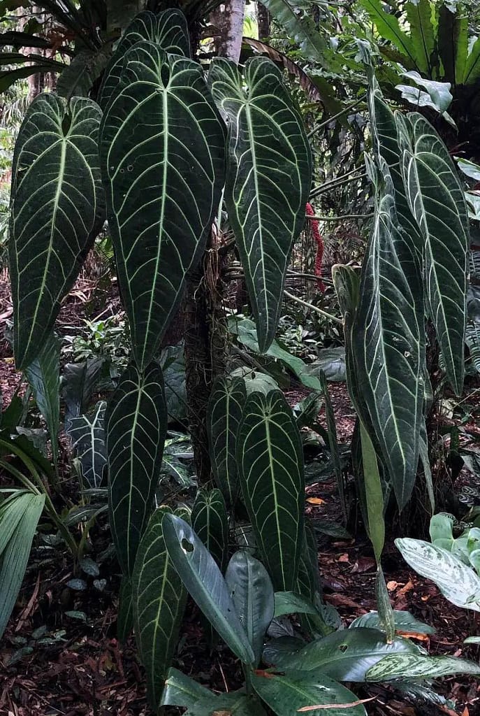 Anthurium warocqueanum in it's natural jungle habitat