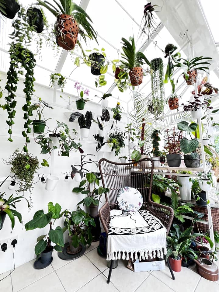 Hanging plants in conservatory