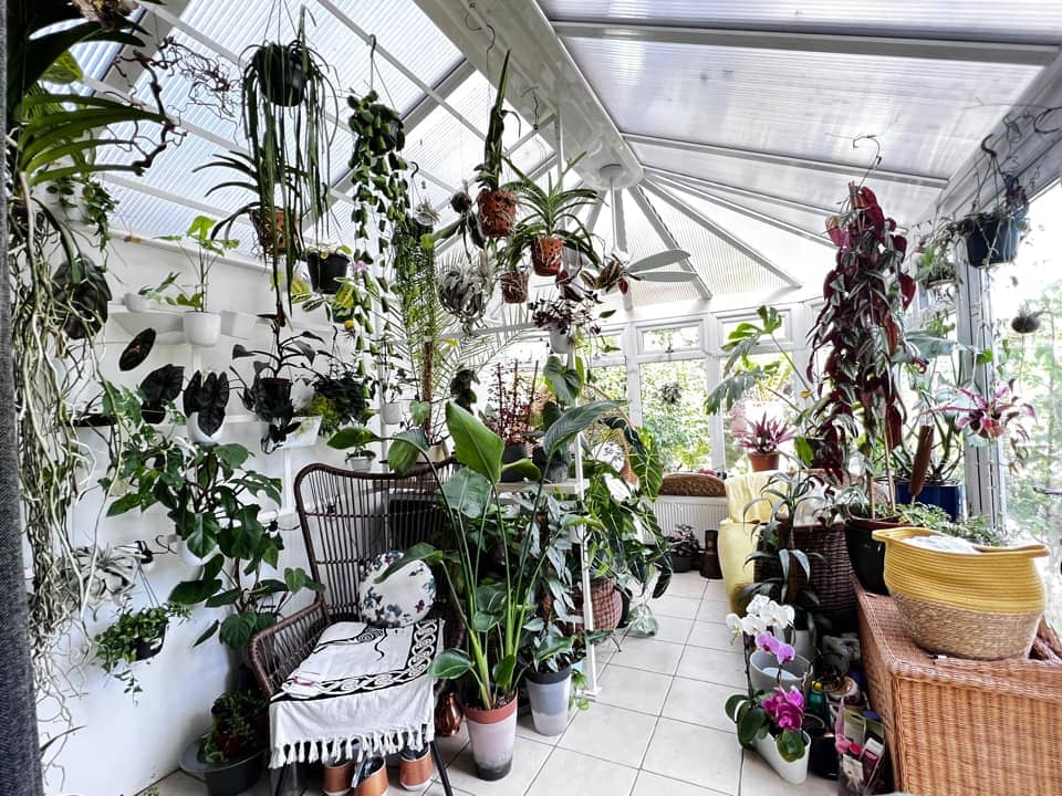 Hanging plants in conservatory 2