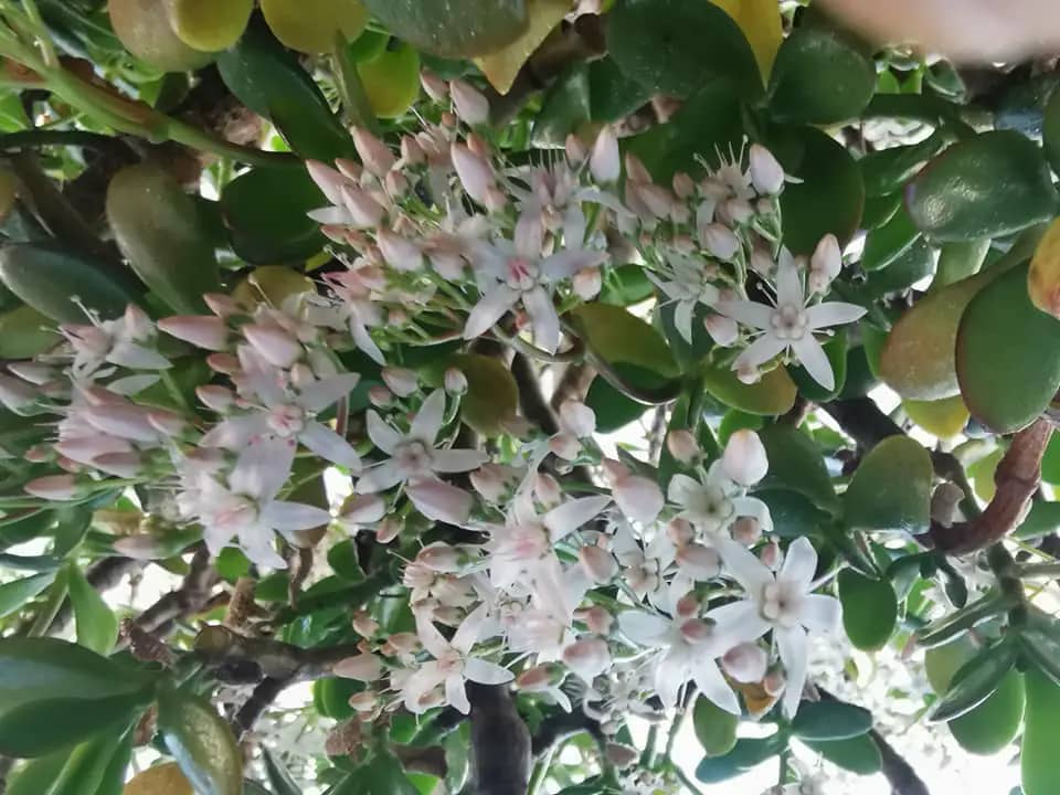 Crassula ovata white flowers