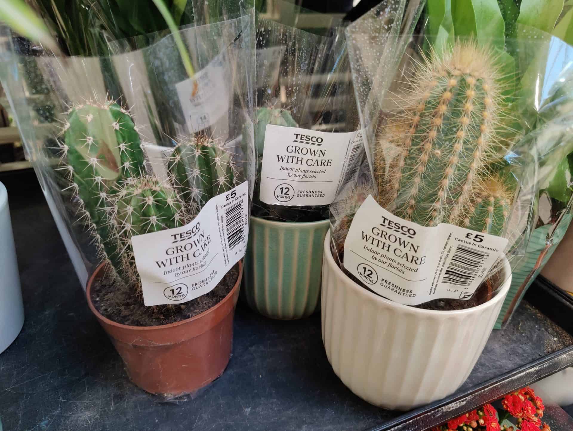 Tesco Houseplants / Indoor Plants Complete List 9 Img20220809200927 scaled