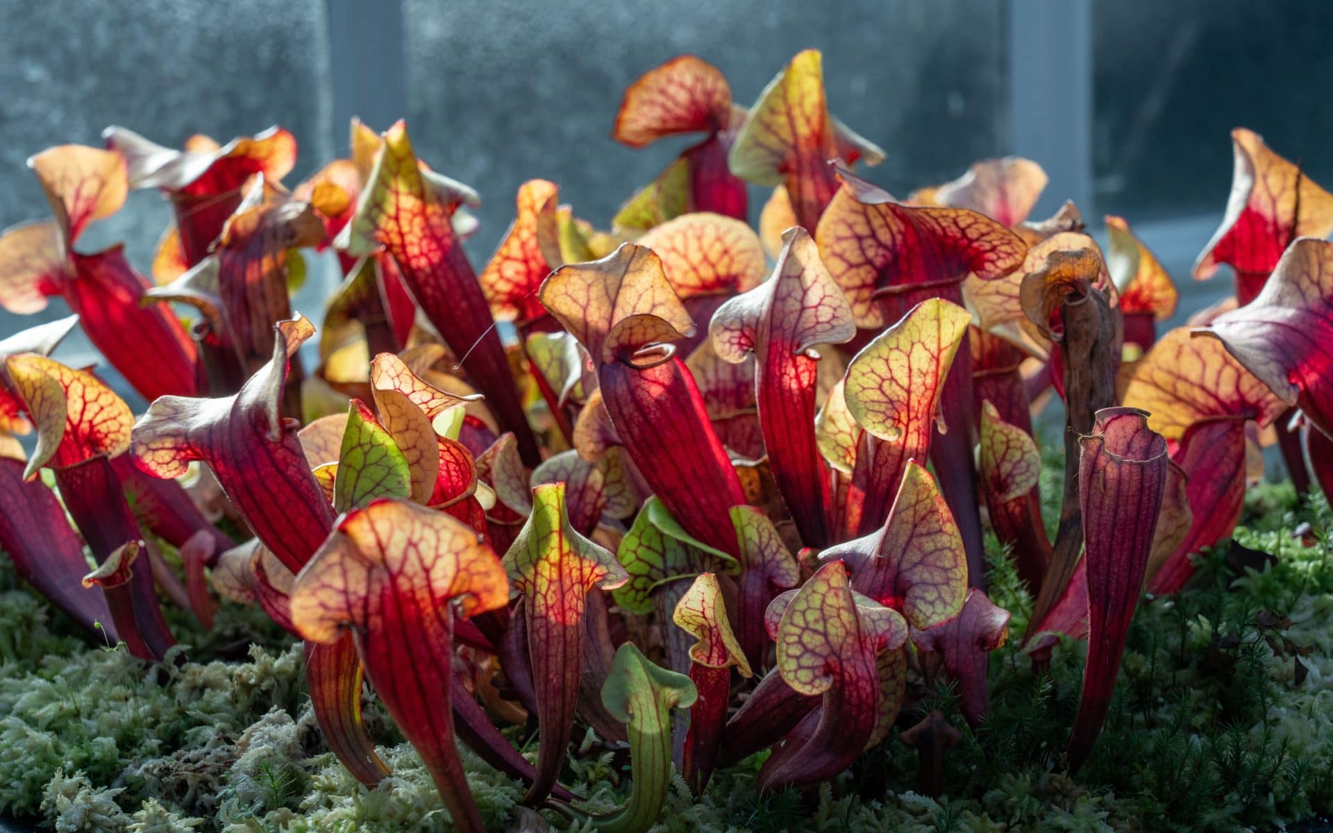 Sarracenia purpurea Outplanted