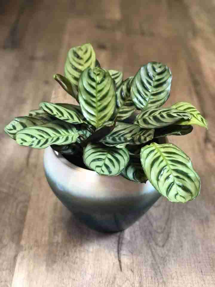 calathea burle-marxii