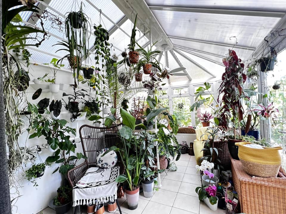 10 Best Indoor Hanging Plants 1 Hanging plants in conservatory 2