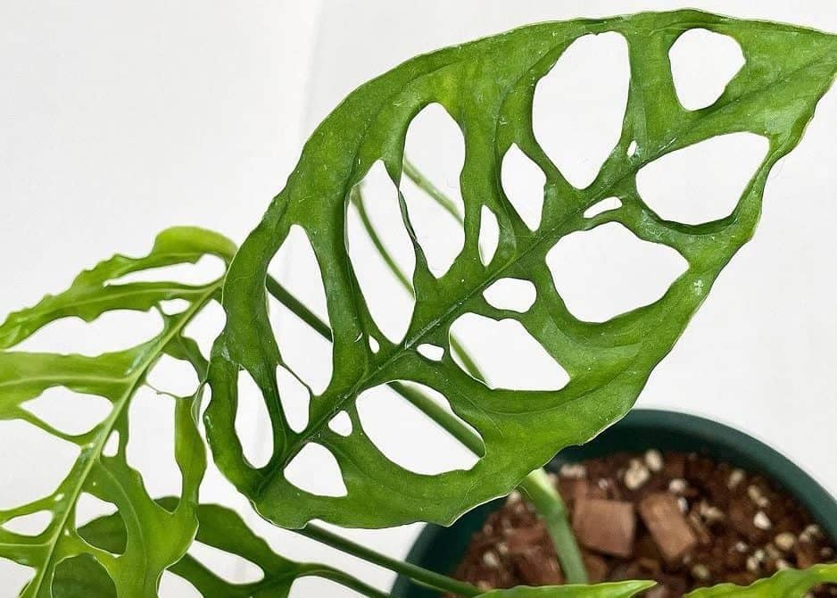 monstera obliqua